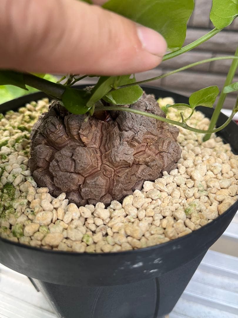 Dioscorea elephantipes アフリカ亀甲竜