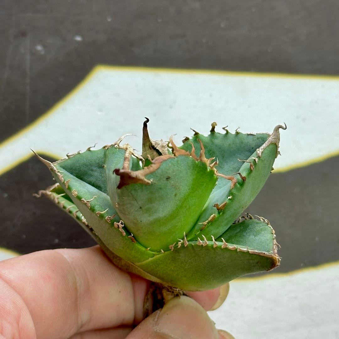 m*n様 【上澳園芸】 アガベ チタノタ shangao-001蝦蟇 優良血統子