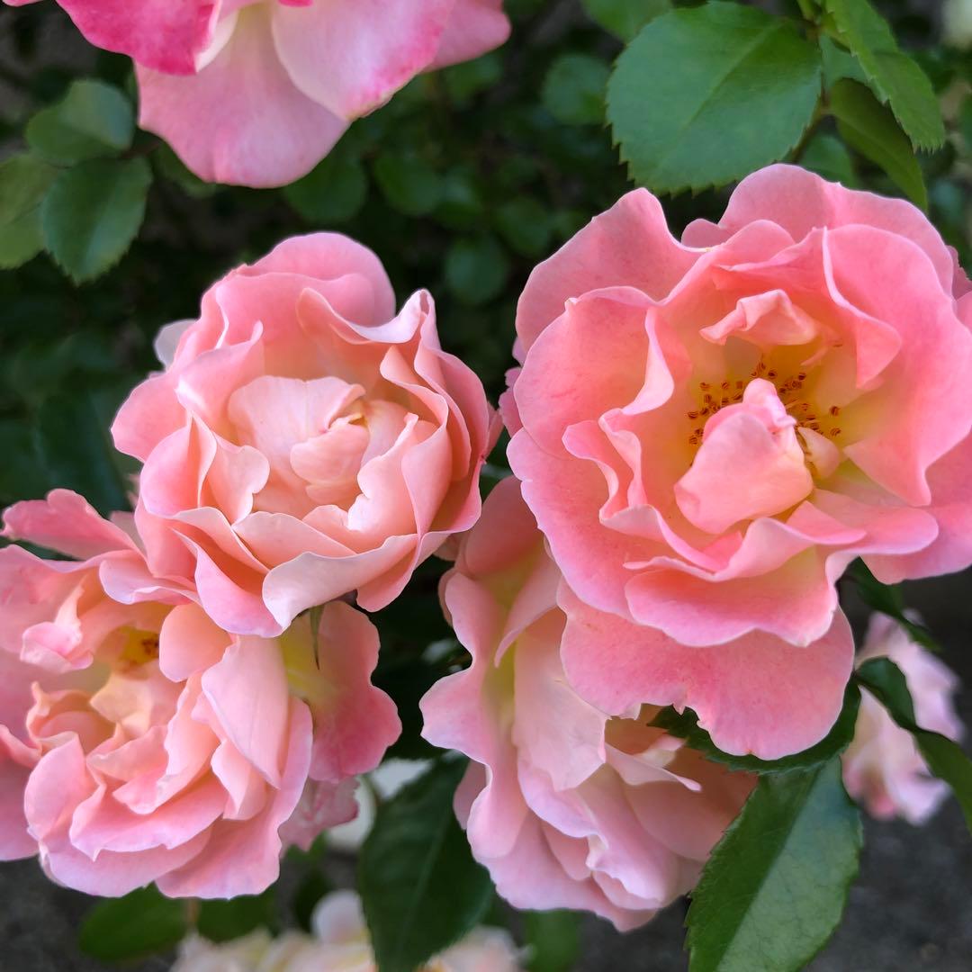 ＊おまとめ購入様確認用＊ドリフトローズ ピーチドリフト　バラ苗　小ぶりの苗