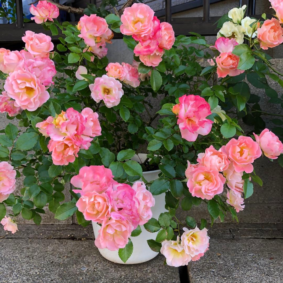 ＊おまとめ購入様確認用＊ドリフトローズ ピーチドリフト　バラ苗　小ぶりの苗