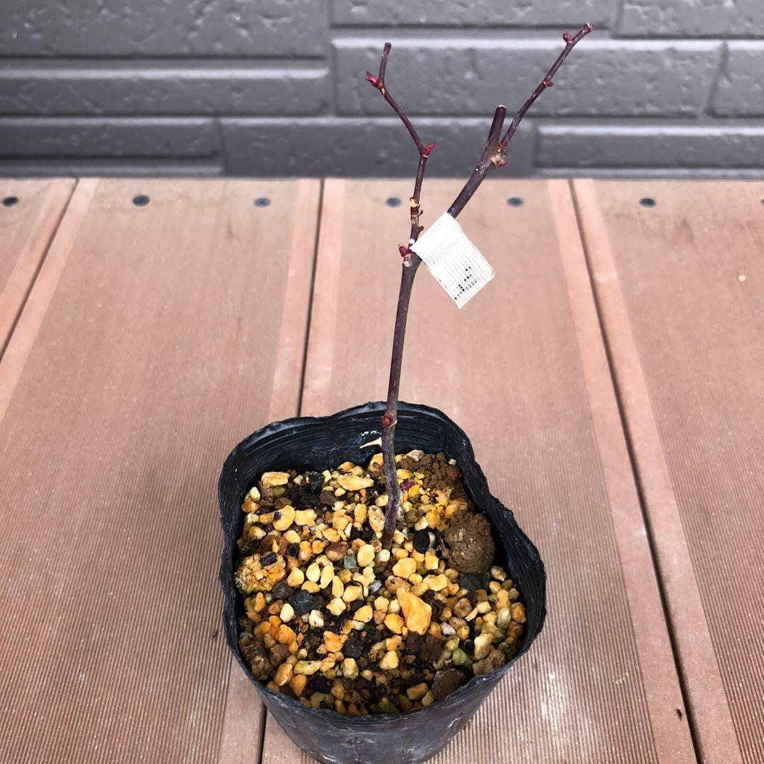 ＊おまとめ購入様確認用＊ドリフトローズ ピーチドリフト　バラ苗　小ぶりの苗