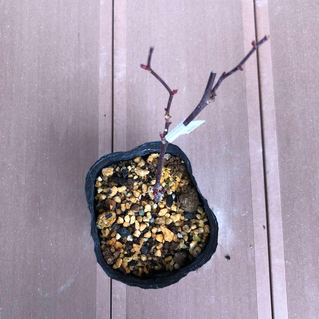 ＊おまとめ購入様確認用＊ドリフトローズ ピーチドリフト　バラ苗　小ぶりの苗