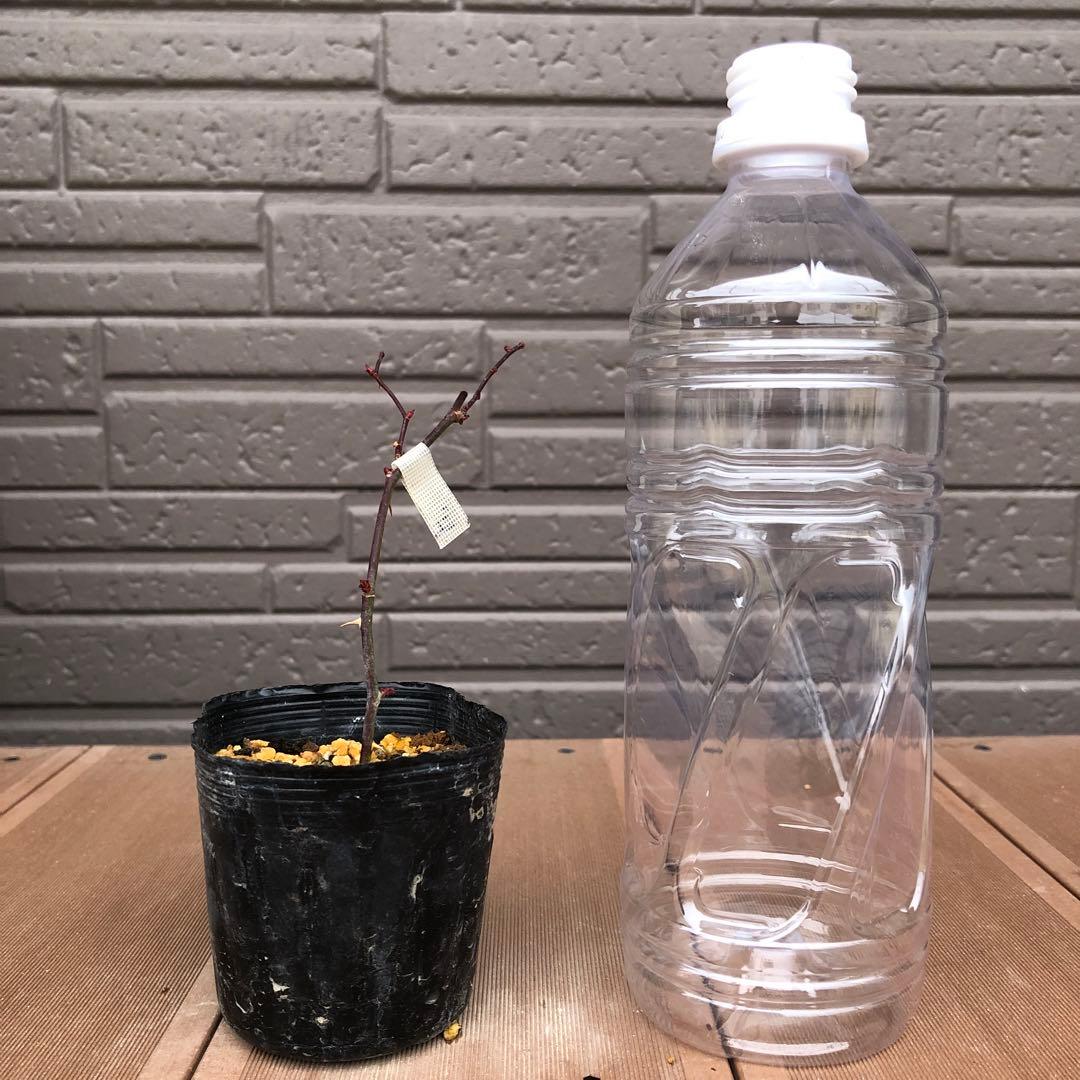 ＊おまとめ購入様確認用＊ドリフトローズ ピーチドリフト　バラ苗　小ぶりの苗