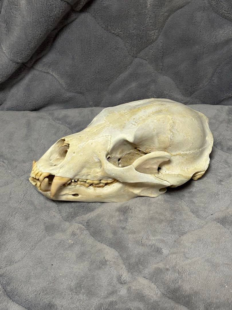 熊　ツキノワグマ　頭蓋骨　標本　魔除け