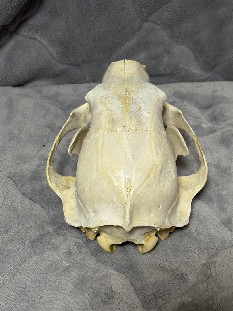 熊　ツキノワグマ　頭蓋骨　標本　魔除け