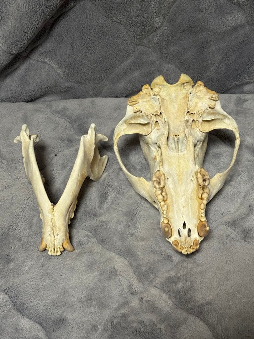 熊　ツキノワグマ　頭蓋骨　標本　魔除け