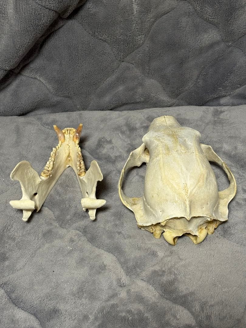 熊　ツキノワグマ　頭蓋骨　標本　魔除け