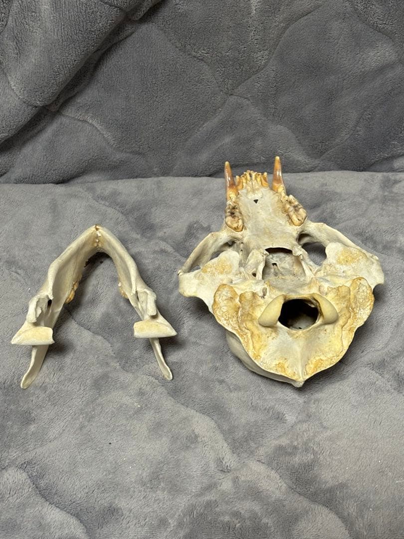 熊　ツキノワグマ　頭蓋骨　標本　魔除け