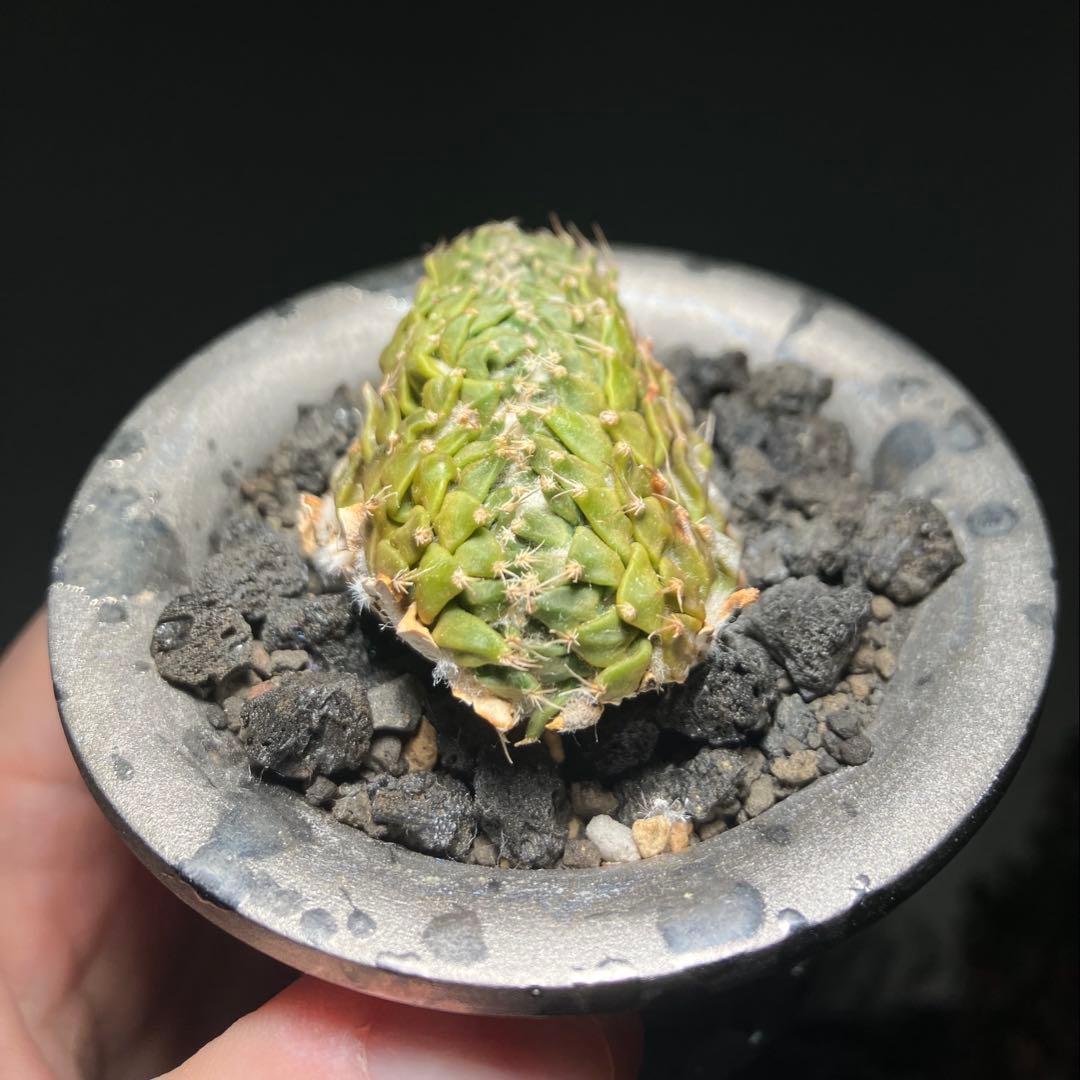 ペレキフォラ　銀牡丹　綴化　カキコ　実根　開花株　検）グラキリス　黒王丸