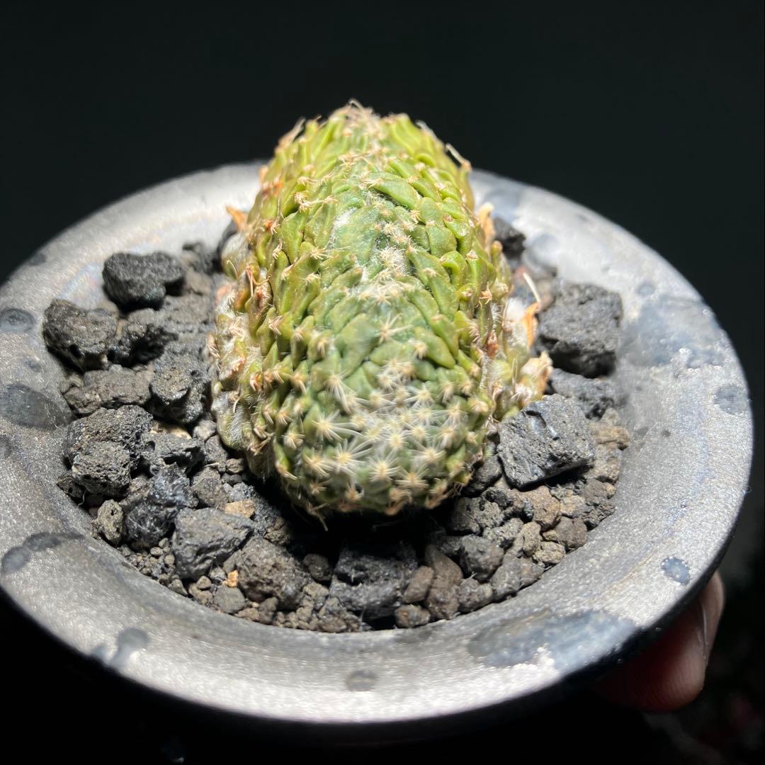 ペレキフォラ　銀牡丹　綴化　カキコ　実根　開花株　検）グラキリス　黒王丸