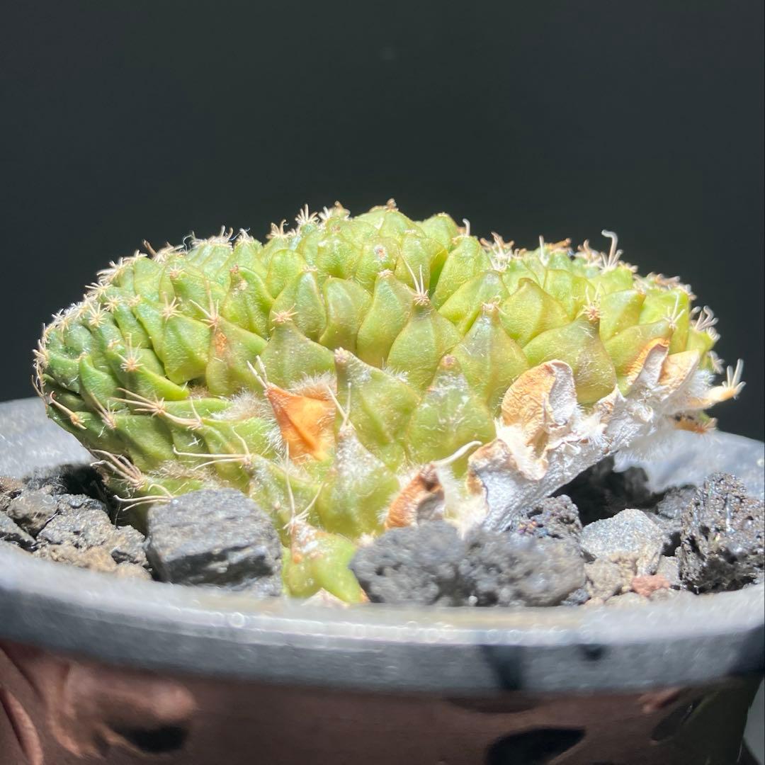 ペレキフォラ　銀牡丹　綴化　カキコ　実根　開花株　検）グラキリス　黒王丸