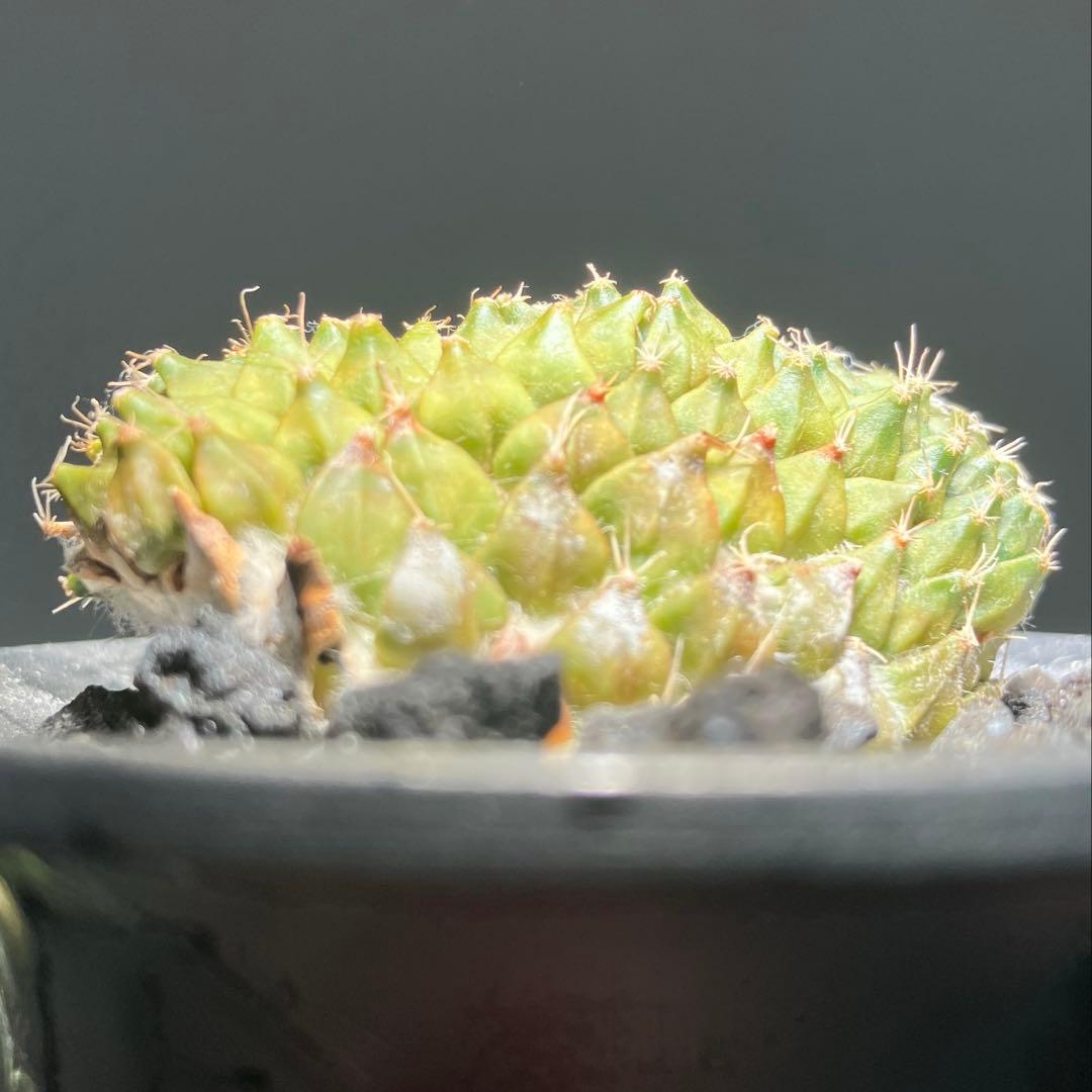 ペレキフォラ　銀牡丹　綴化　カキコ　実根　開花株　検）グラキリス　黒王丸