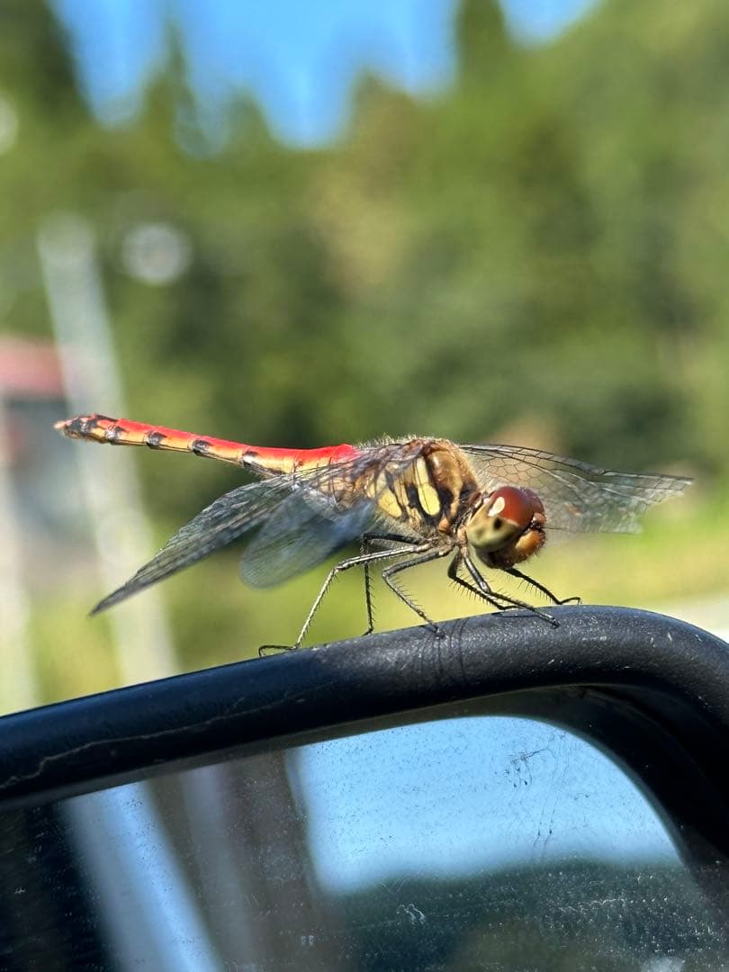 asano《引き取り限定》ディーゼル　ヤンマー除雪機