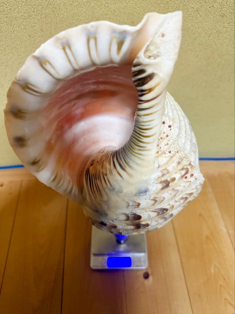 特大肉厚40㎝修験道法螺貝 山伏　密教　魔除け　ホラガイ　ほら貝