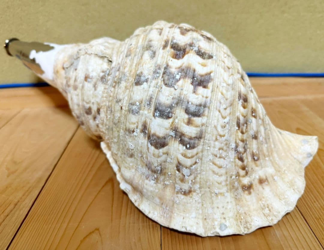 特大肉厚40㎝修験道法螺貝 山伏　密教　魔除け　ホラガイ　ほら貝