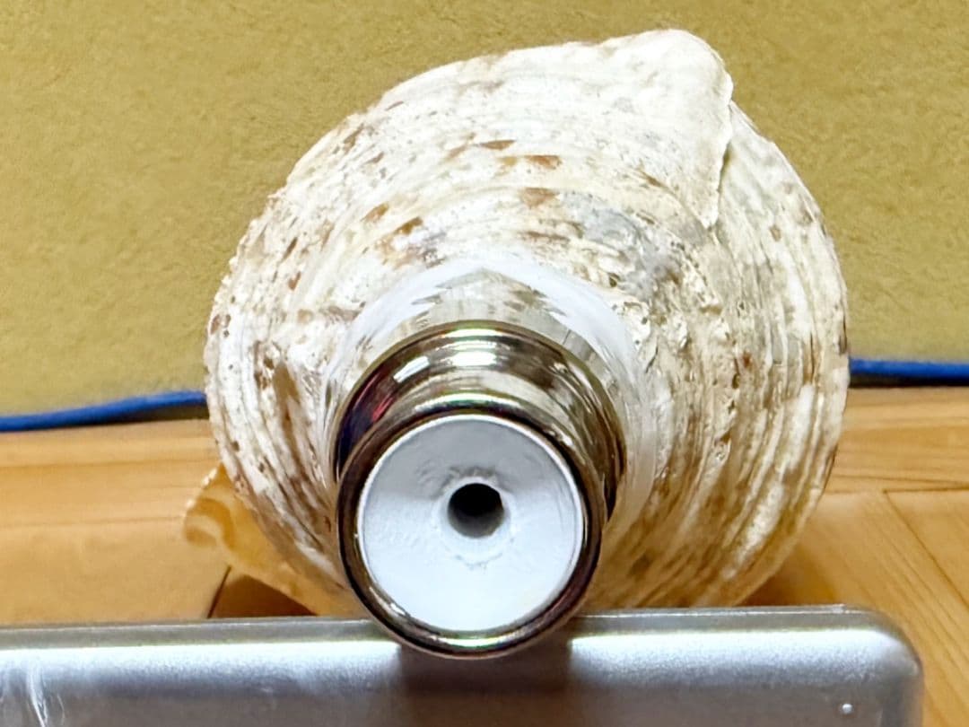 特大肉厚40㎝修験道法螺貝 山伏　密教　魔除け　ホラガイ　ほら貝