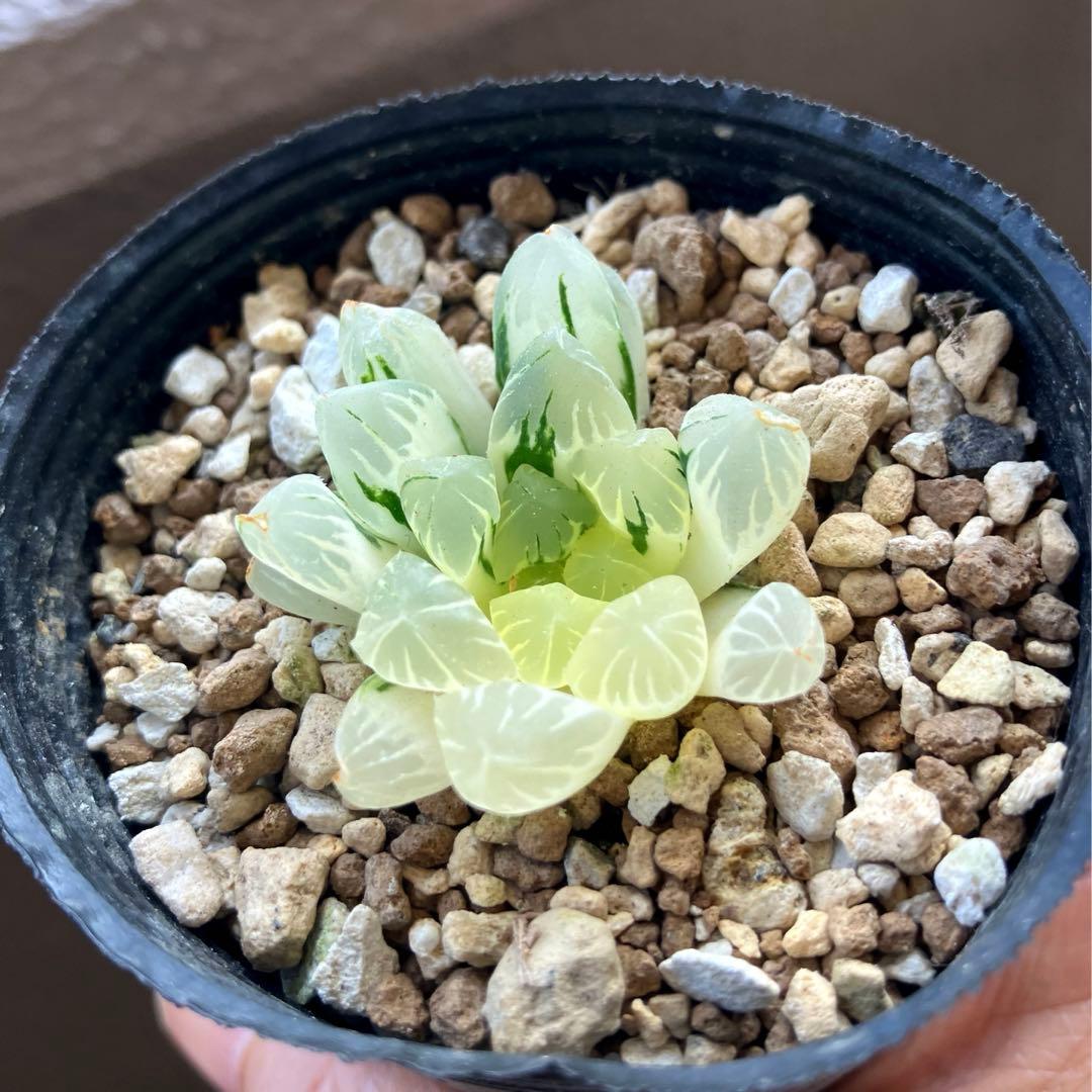 ハオルチア 広瀬 オブツーサ錦 - メルカリ