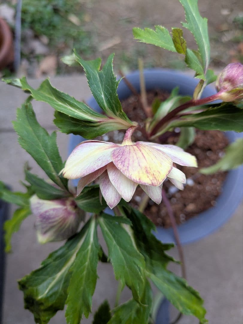 クリスマスローズ ダブル グリーンブロッチ 平咲き〈広瀬園芸〉 - メルカリ