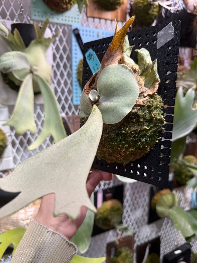 p.willinckii Anne OC pupビカクシダ - メルカリ