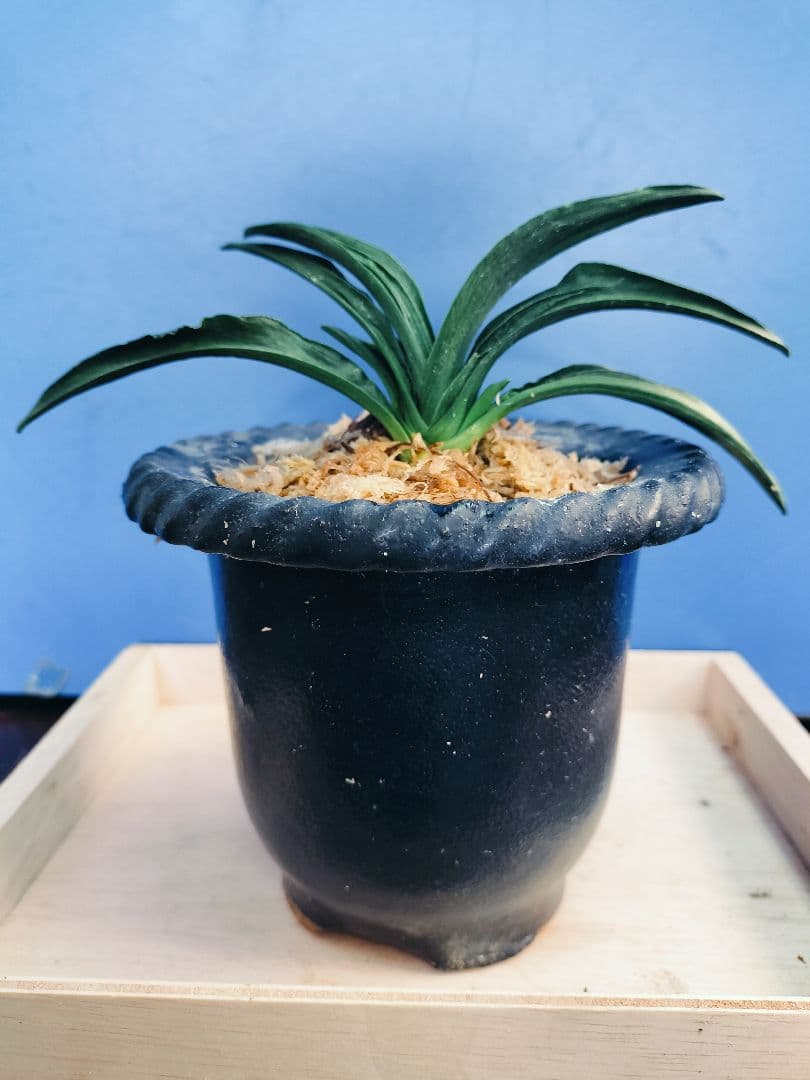 万年青 羅紗葉 (葉には二面甲竜と、しかみが出てます) おもと 実生 ㉓