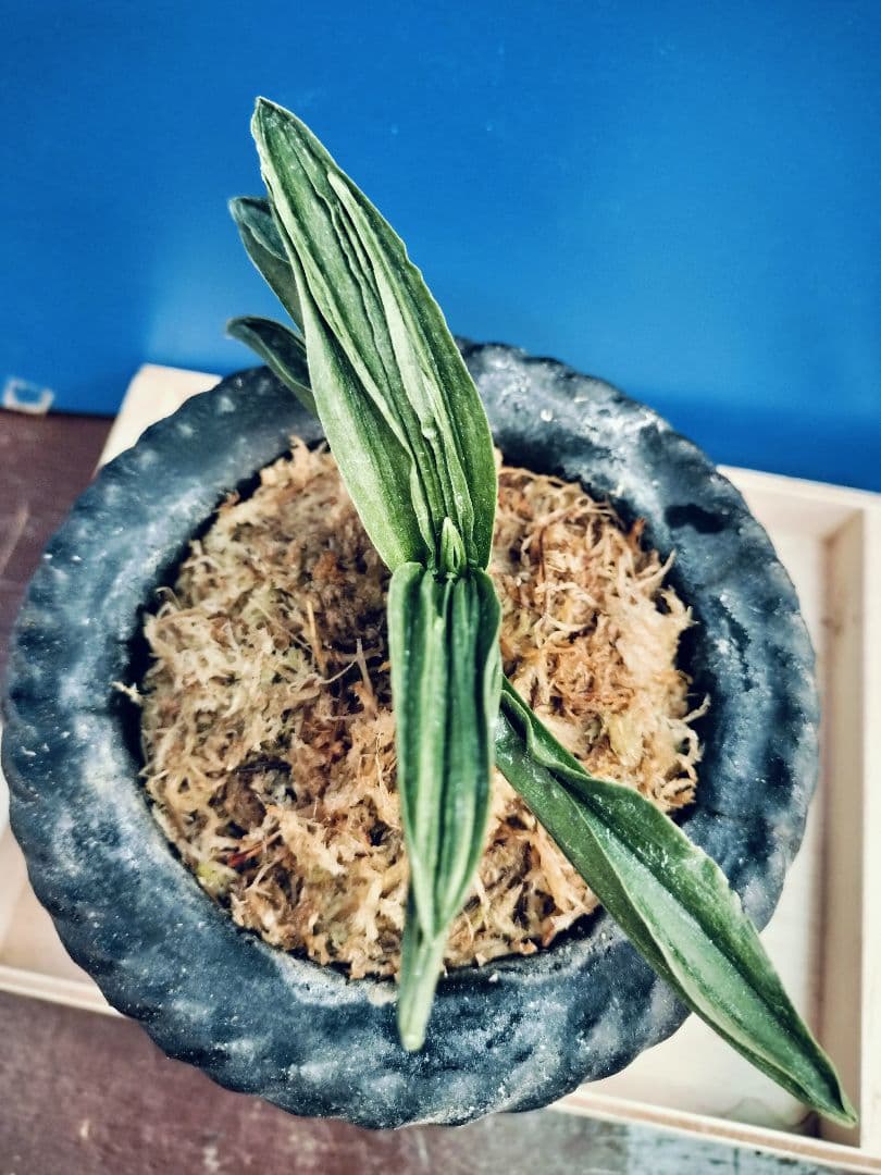 万年青 羅紗葉 (葉には二面甲竜と、しかみが出てます) おもと 実生 ㉓