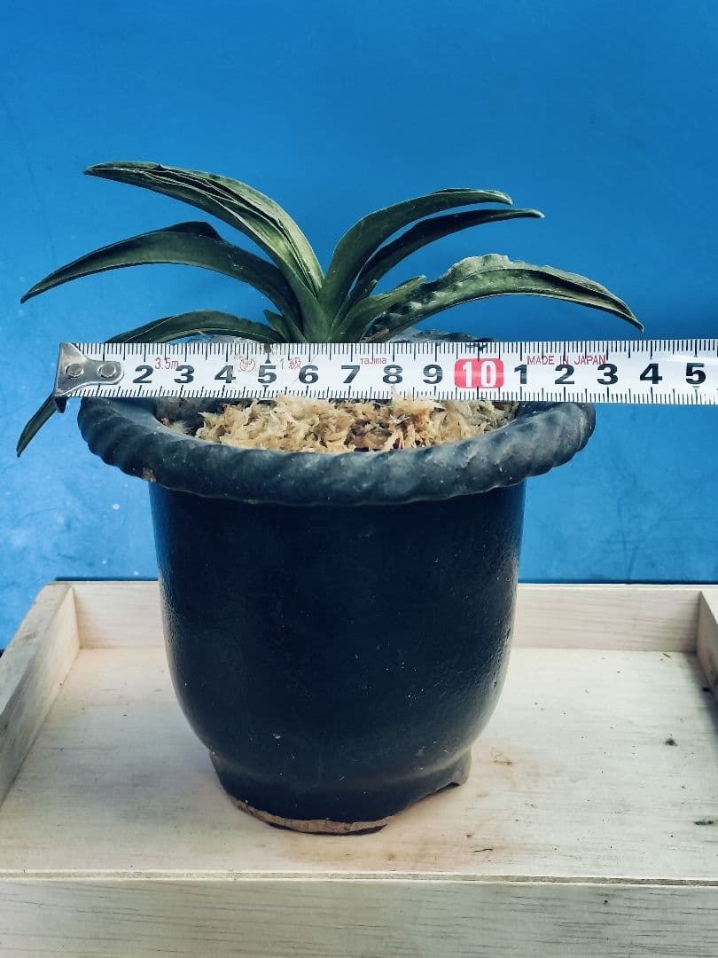 万年青 羅紗葉 (葉には二面甲竜と、しかみが出てます) おもと 実生 ㉓