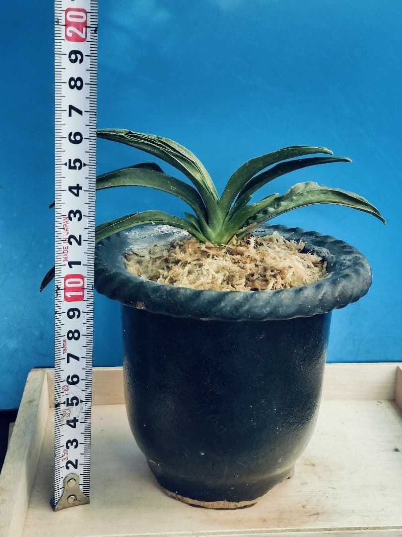 万年青 羅紗葉 (葉には二面甲竜と、しかみが出てます) おもと 実生 ㉓