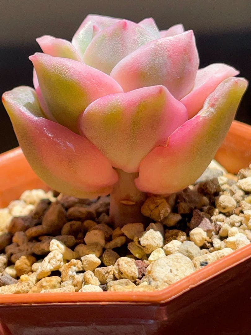 ラブリーローズ錦 虹斑入り レア 多肉植物 エケベリア 超美斑入り 抜き