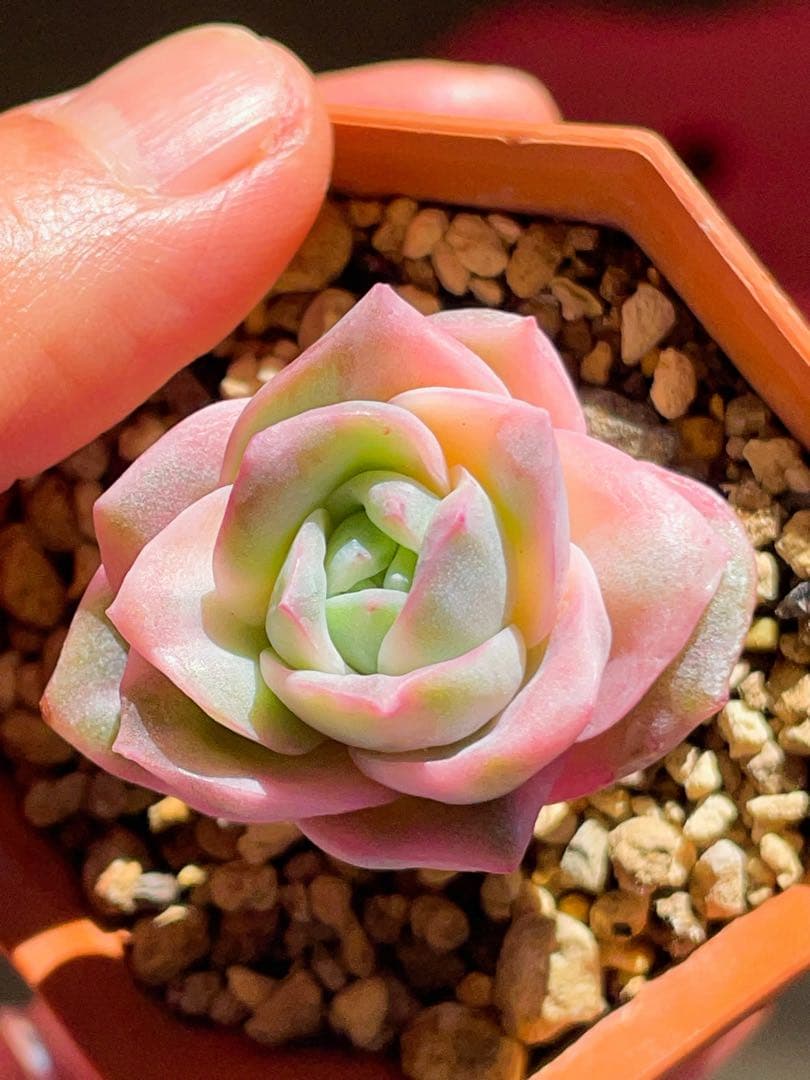 ラブリーローズ錦 虹斑入り レア 多肉植物 エケベリア 超美斑入り 抜き