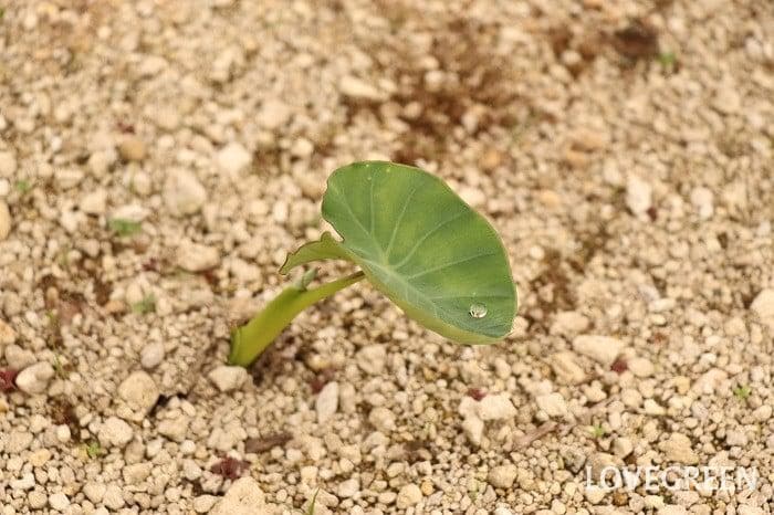 里芋の種、大量500粒＋マリーゴールド花種＋全国匿名送料無料