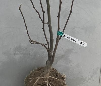 《現品》白モクレン　スノーホワイト　樹高1.1ｍ（根鉢含まず）68【庭木/苗木】