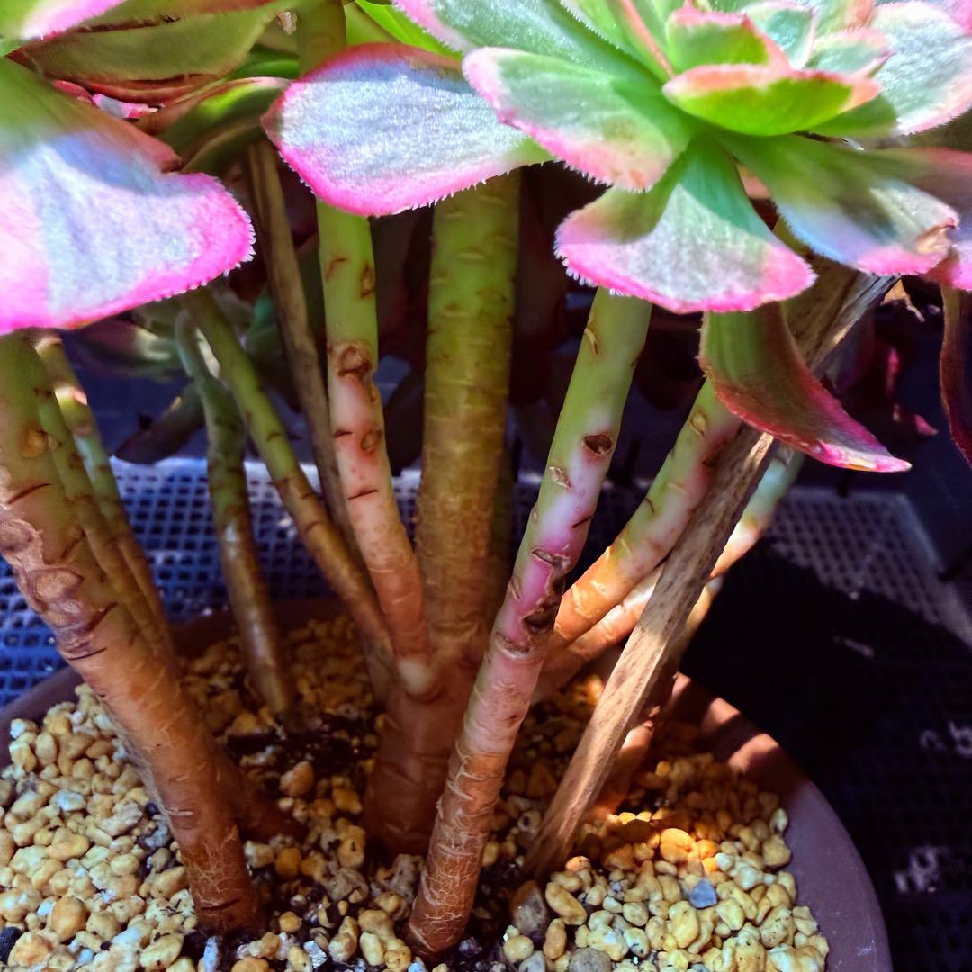 超レア新品種 アエオニウム スカーレットハート錦 法師錦 (大品