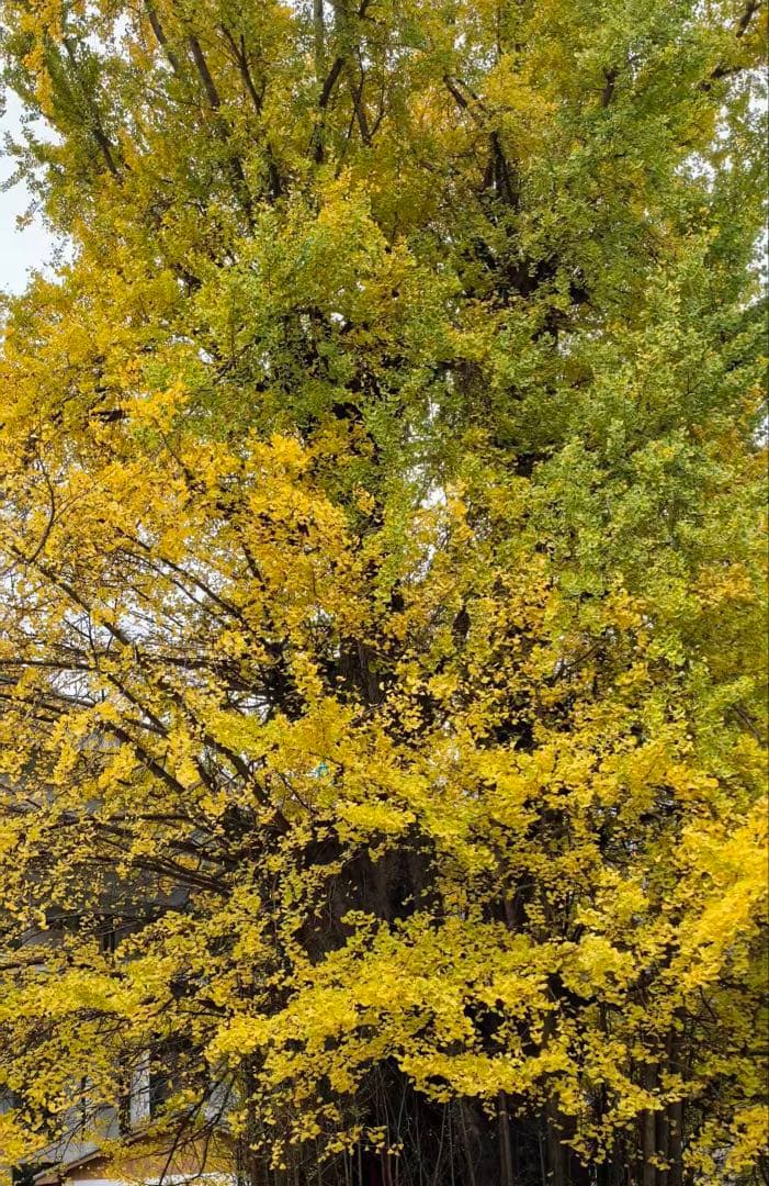 2025.11.20四千年古銀杏　新潟阿賀野産上質ジャスパー