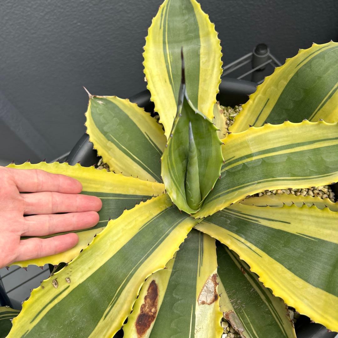 アガベ　リップルエフェクト