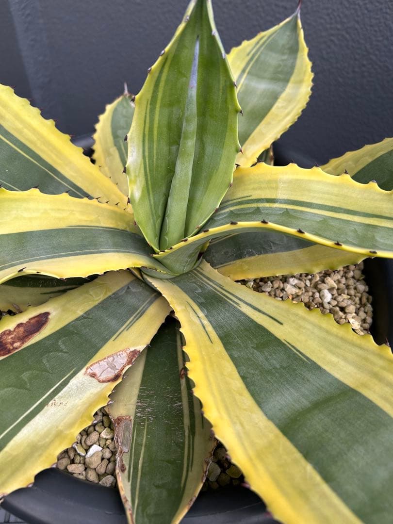 アガベ　リップルエフェクト