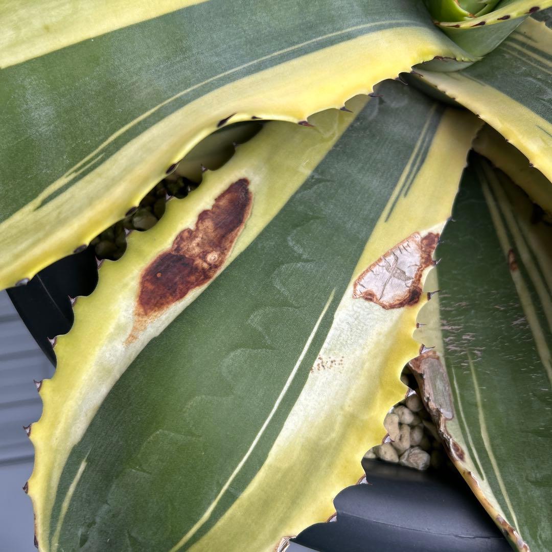 アガベ　リップルエフェクト