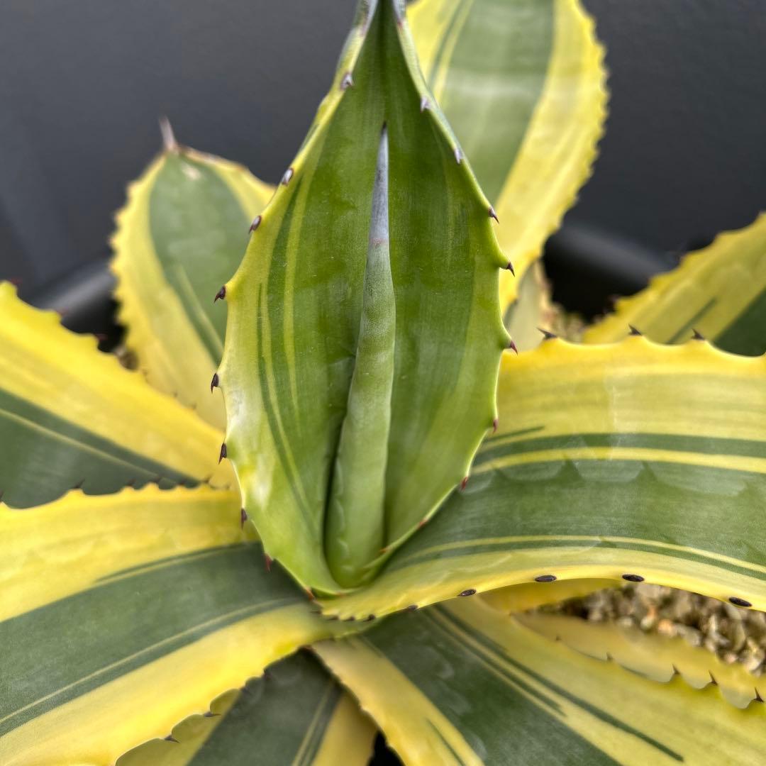 アガベ　リップルエフェクト