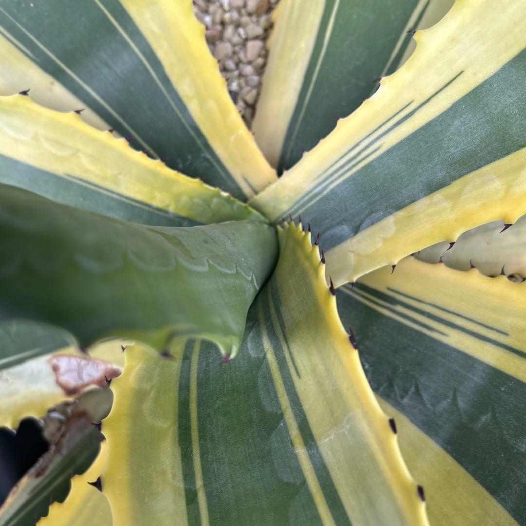 アガベ　リップルエフェクト