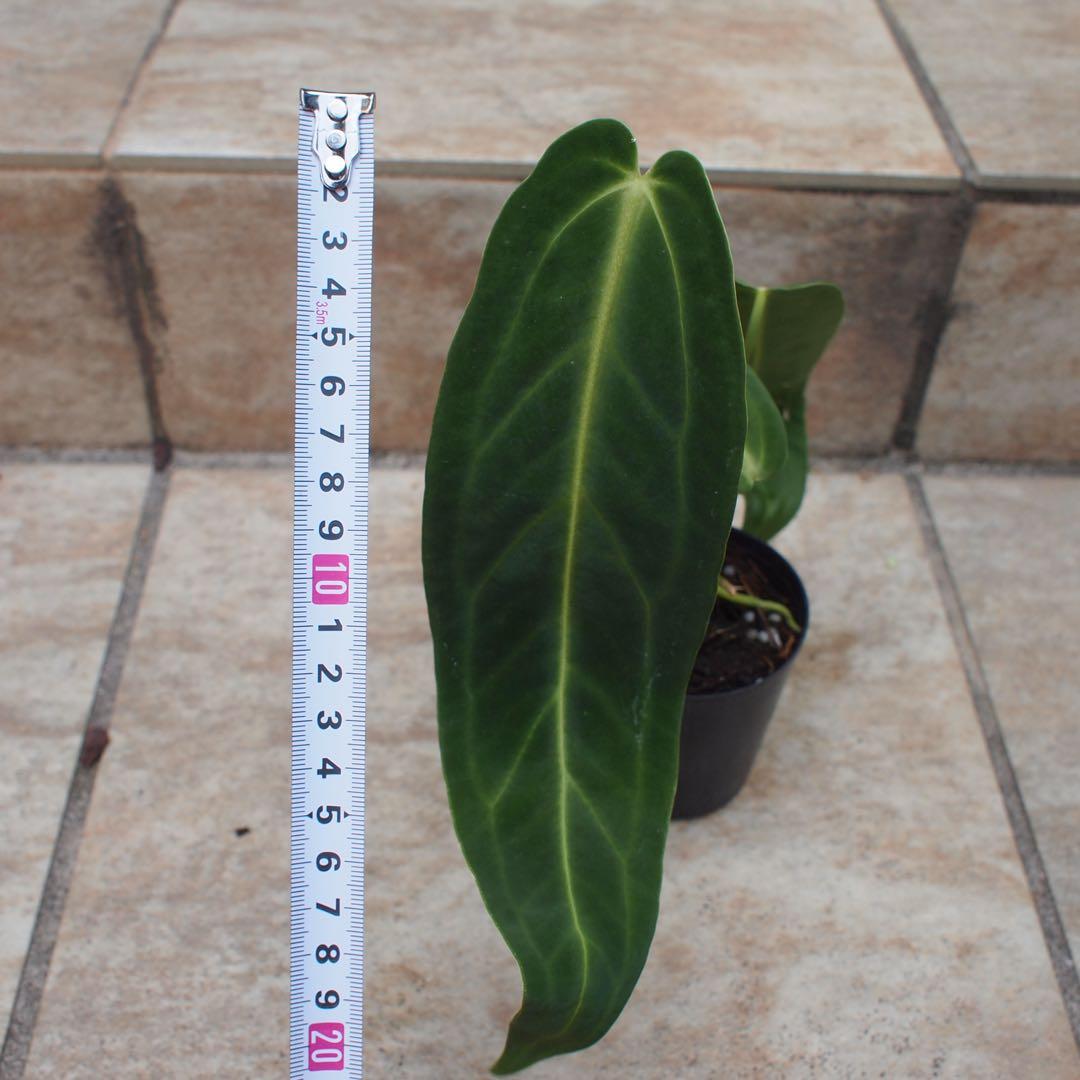 アンスリウム　ワロクアーナム　No.005　鉢、送料込　メルカリ便