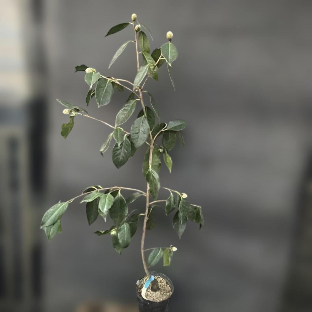 レイジェントリー