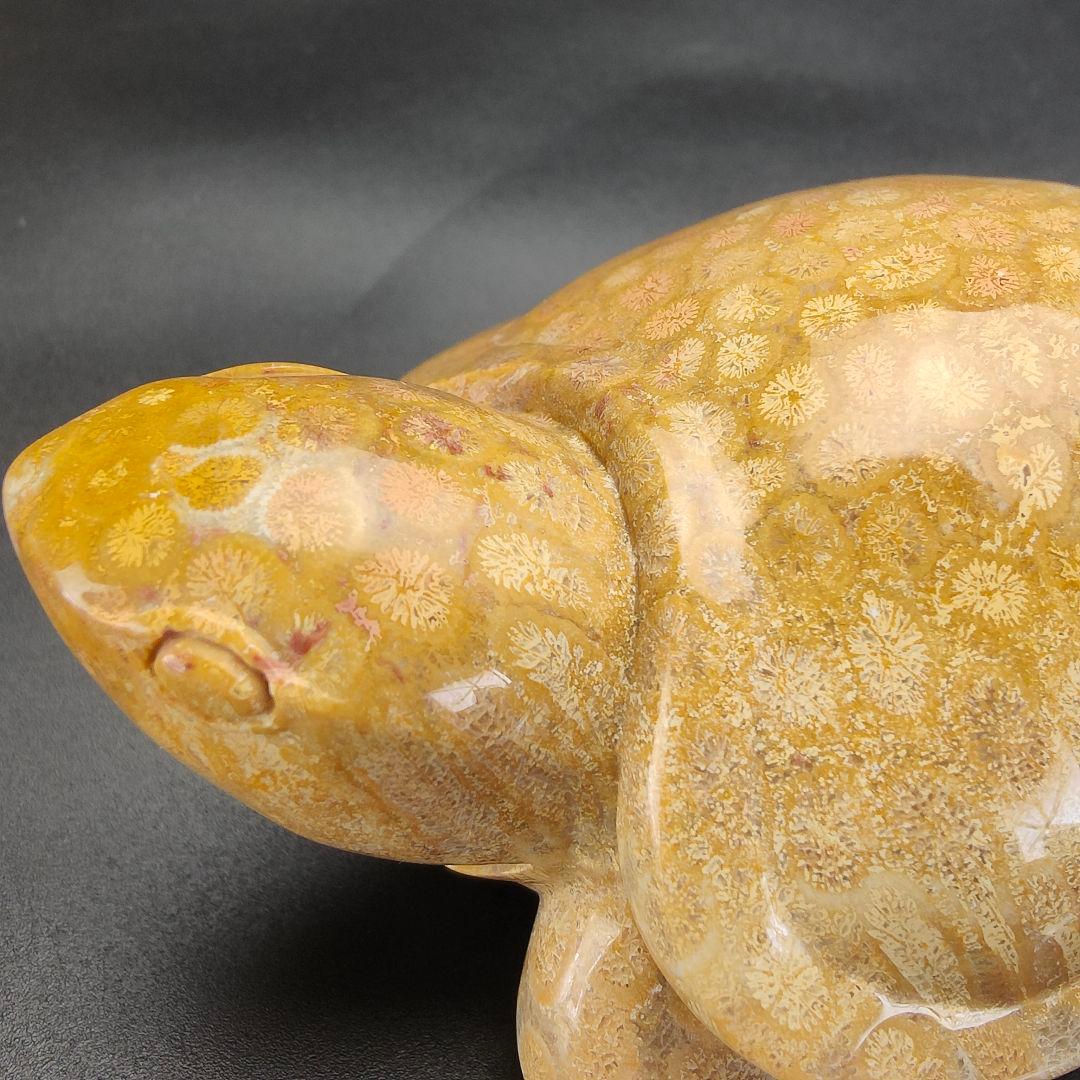 3 サンゴの化石 亀 (大) 天然石 菊目石 珊瑚 コラール 縁起物 魔除け