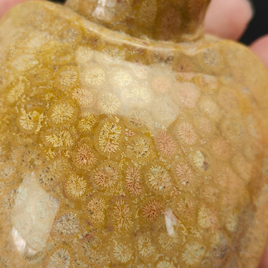 3 サンゴの化石 亀 (大) 天然石 菊目石 珊瑚 コラール 縁起物 魔除け