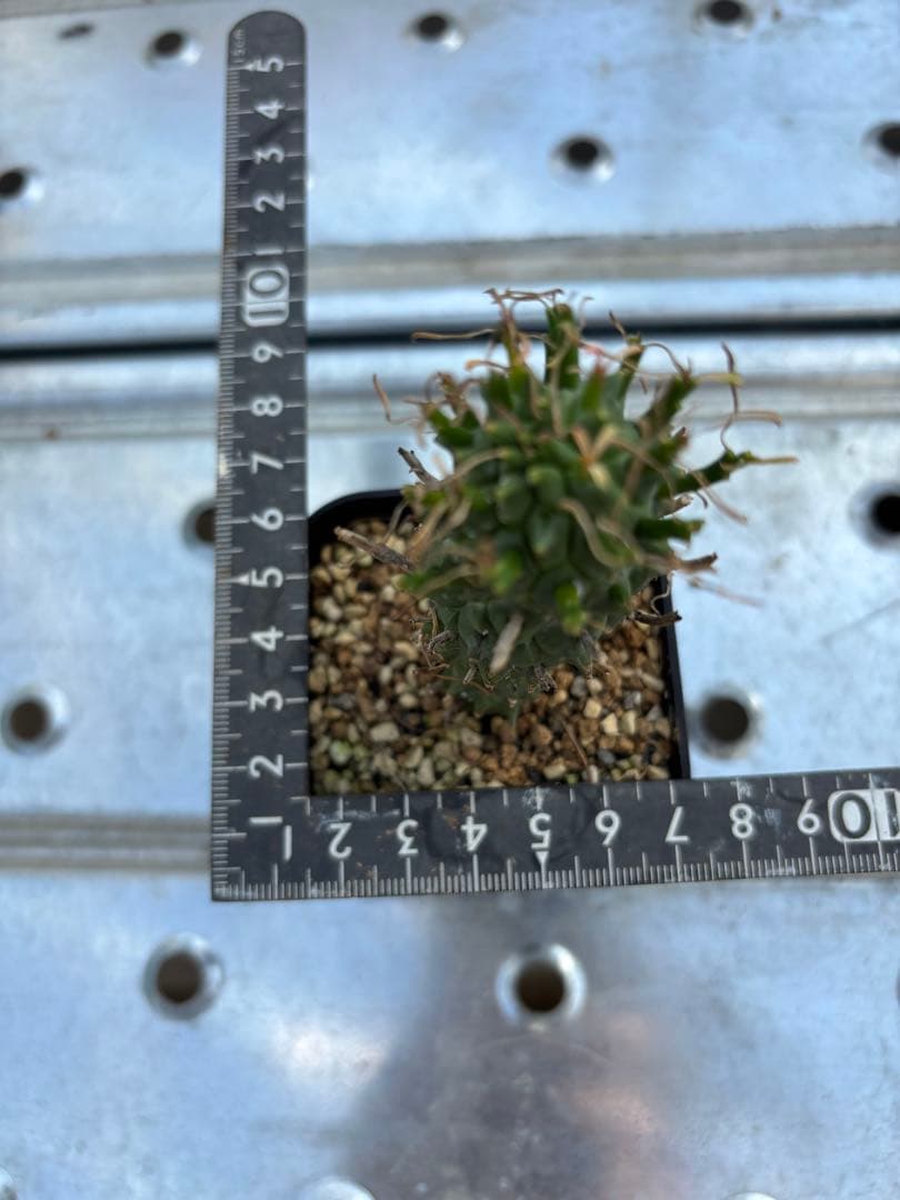 ユーフォルビア　闘牛角　スコエンランディ