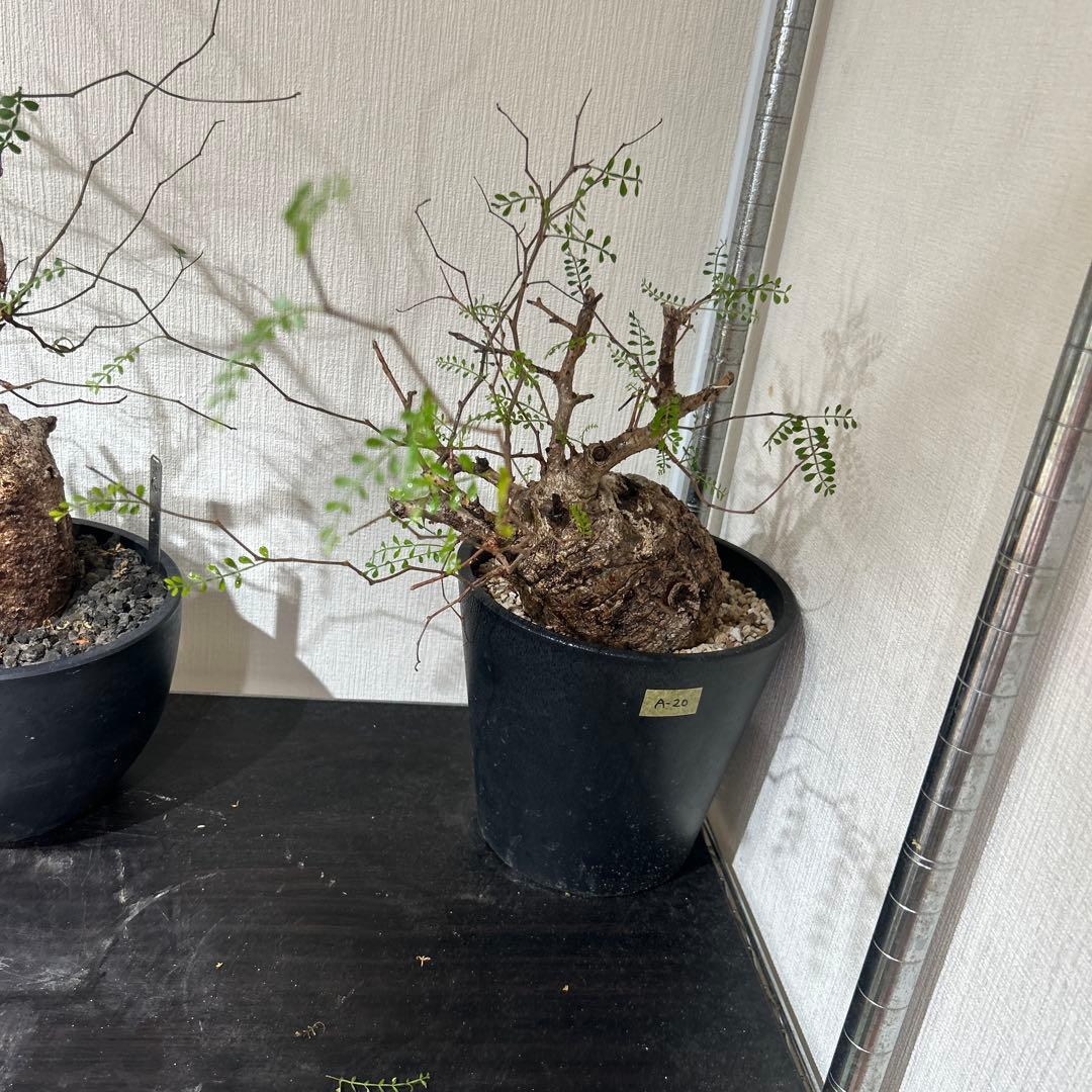 塊根植物 パキプス