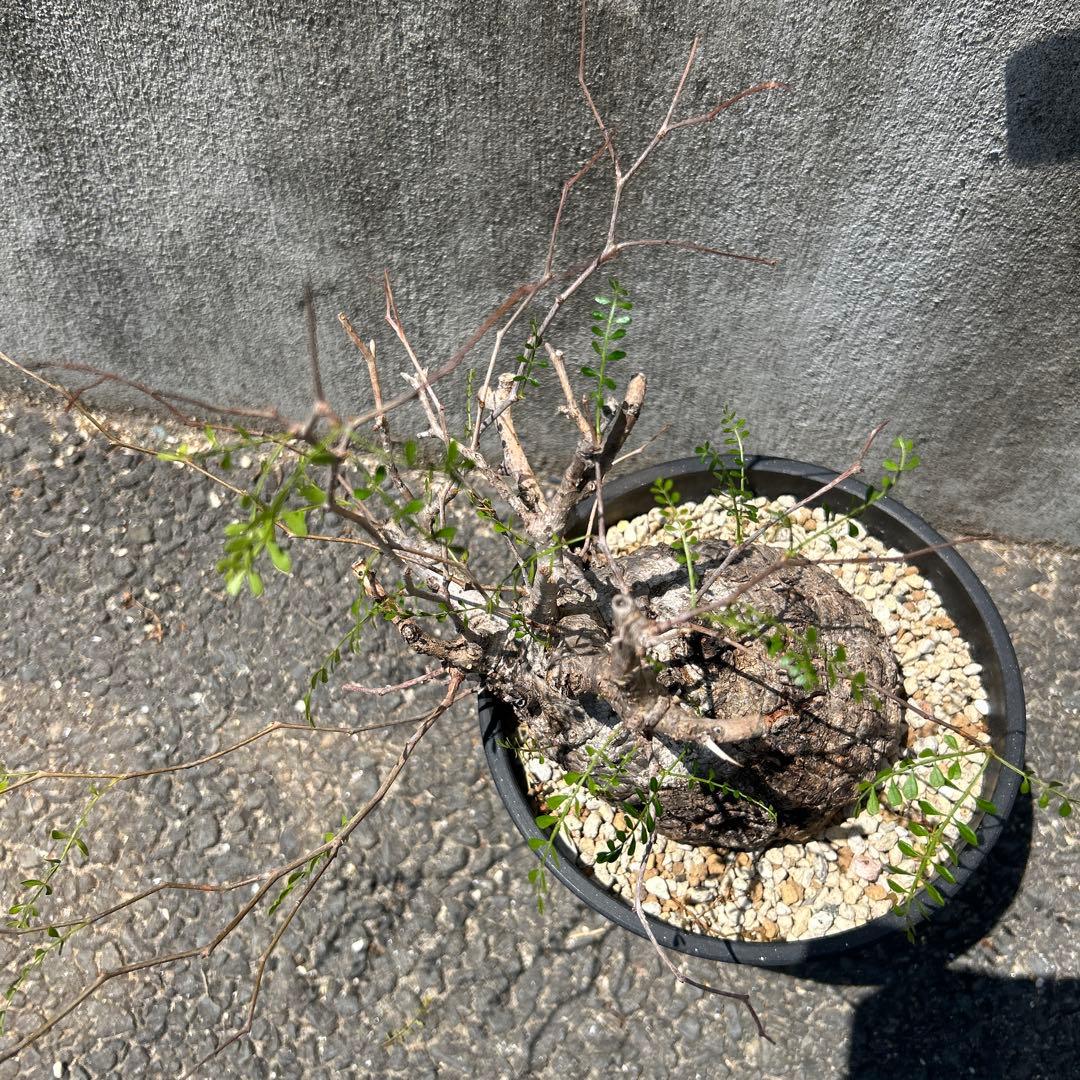 塊根植物 パキプス