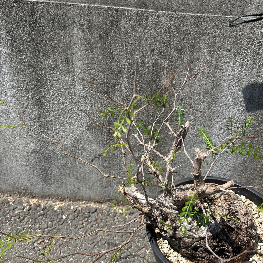 塊根植物 パキプス