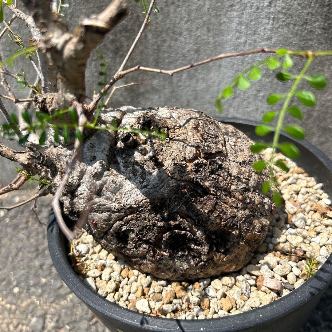 塊根植物 パキプス