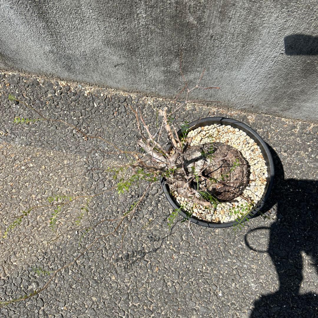 塊根植物 パキプス