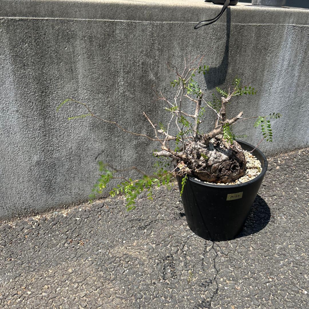 塊根植物 パキプス