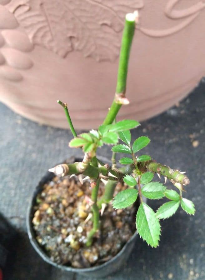 野薔薇 抜き苗 ノイバラ ピンク × 白グラデーション小花 - メルカリ